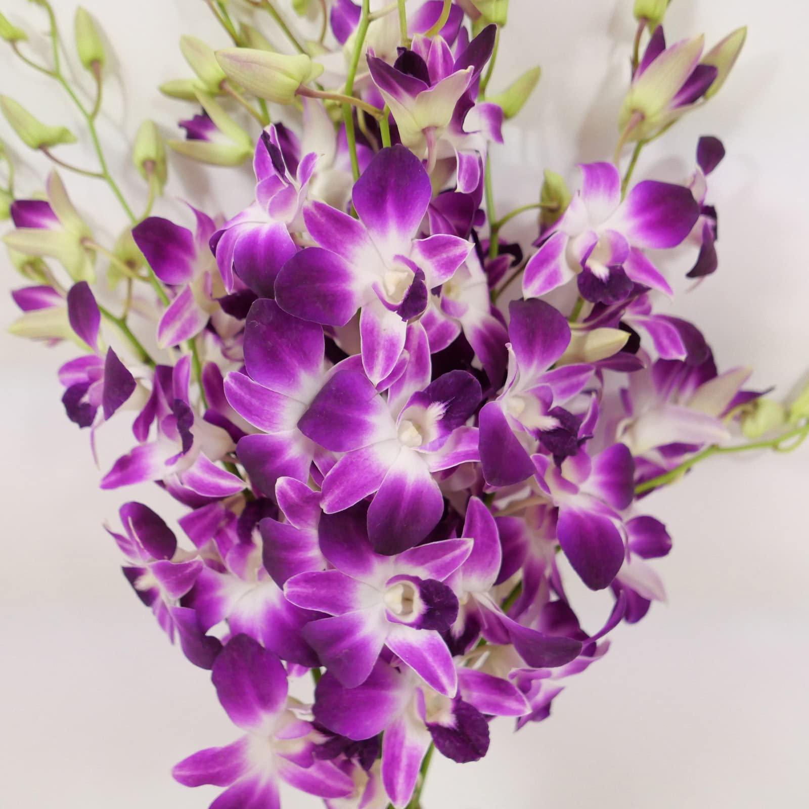Amazon.com: Athena's Garden Fresh Cut Purple Orchids 10 Stems